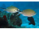 Brown Chromis - Damselfish (<i>Azurina multilineata</i>)