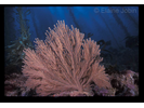 Brown Gorgonian - Cnidarians<br>(<i>Muricea fruticosa</i>)