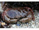 Brown Rock Crab - Arthropods<br>(<i>Cancer antennarius</i>)