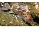 Brown Rockfish - Scorpionfish<br>(<i>Sebastes auriculatus</i>)