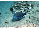 Brown Surgeonfish (aka Lavender Tang) - Surgeonfish<br>(<i>Acanthurus nigrofuscus</i>)