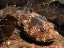 Buffalo Sculpin - Sculpin<br>(<i>Enophrys bison</i>)