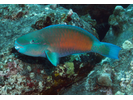 Bullethead Parrotfish (Pacific) - Parrotfish<br>(<i>Chlorurus spilurus</i>)