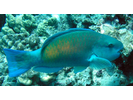 Bullethead Parrotfish (Pacific) - Parrotfish<br>(<i>Chlorurus spilurus</i>)