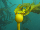 Bull Kelp - Algae<br>(<i>Nereocystis luetkeana</i>)
