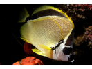 Barberfish - Butterflyfish - Pez Mariposa<br>(<i>Johnrandallia nigrirostris</i>)