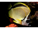 Barberfish - Butterflyfish - Pez Mariposa (<i>Johnrandallia nigrirostris</i>)