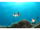 Threebanded Butterflyfish - Butterflyfish - Pez Mariposa<br>(<i>Chaetodon humeralis</i>)