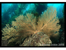 California Golden Gorgonian - Cnidarians<br>(<i>Muricea californica</i>)