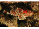 California Scorpionfish - Scorpionfish<br>(<i>Scorpaena guttata</i>)