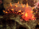 California Sea Cucumber - Echinoderms<br>(<i>Parastichopus californicus</i>)