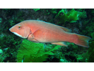 California Sheephead - Wrasse<br>(<i>Bodianus pulcher</i>)