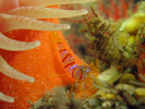 Candy Stripe Shrimp - Arthropods<br>(<i>Lebbeus grandimanus</i>)