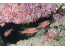 Pink Cardinalfish - Cardinalfish - Cardenal<br>(<i>Apogon pacificus</i>)