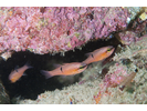 Pink Cardinalfish - Cardinalfish - Cardenal (<i>Apogon pacificus</i>)