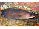 Carolina Hake - Cod (<i>Urophycis earllii</i>)