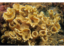 Chalice Sponge - Poriferans<br>(<i>Phakellia ventilabrum</i>)