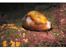Chestnut Cowry - Mollusks<br>(<i>Cypraea spadicea</i>)