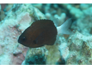 Chocolate Dip Damselfish - Damselfish<br>(<i>Pycnochromis hanui</i>)