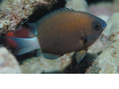 Chocolate Dip Damselfish - Damselfish<br>(<i>Pycnochromis hanui</i>)