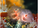 Christmas Tree Worm - Annelids<br>(<i>Spirobranchus spinosus</i>)