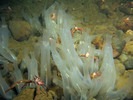 Transparent Ciona Tunicate (exotic) - Urochordates<br>(<i>Ciona savignyi</i>)