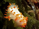 Clown Dorid - Mollusks<br>(<i>Triopha modesta / Triopha catalinae</i>)