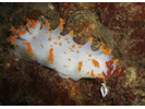 Clown Dorid - Mollusks<br>(<i>Triopha modesta / Triopha catalinae</i>)
