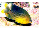 Cocoa Damselfish - Damselfish<br>(<i>Stegastes xanthurus</i>)