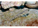 Colon Goby - Goby<br>(<i>Coryphopterus dicrus</i>)