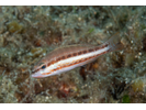 Comber - Seabass<br>(<i>Serranus cabrilla</i>)