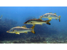 Common Snook - Snook<br>(<i>Centropomus undecimalis</i>)