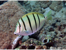 Convict Tang - Surgeonfish<br>(<i>Acanthurus triostegus</i>)