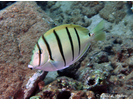Convict Surgeonfish - Surgeonfish<br>(<i>Acanthurus triostegus</i>)