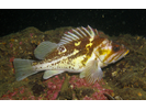 Copper Rockfish - Scorpionfish<br>(<i>Sebastes caurinus</i>)