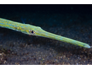 Bluespotted Cornetfish - Cornetfish <br>(<i>Fistularia commersonii</i>)