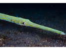 Cornetfish (aka Bluespotted Cornetfish) - Cornetfish <br>(<i>Fistularia commersonii</i>)