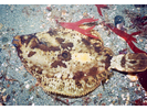 C-O Sole - Righteye Flounder<br>(<i>Pleuronichthys coenosus</i>)