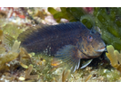 Crested Blenny - Blenny - Combtooth<br>(<i>Hypleurochilus geminatus</i>)