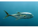 Crevalle Jack - Jack<br>(<i>Caranx hippos</i>)