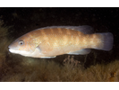 Cunner - Wrasse<br>(<i>Tautogolabrus adspersus</i>)