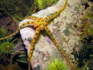 Daisy Brittle Star - Echinoderms<br>(<i>Ophiopholis aculeata</i>)