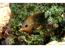 Cortez Damselfish adult - Damselfish - Jaqueta<br>(<i>Stegastes rectifraenum</i>)