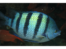 Panamic Sergeant Major - Damselfish - Jaqueta<br>(<i>Abudefduf troschelii</i>)