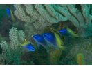 Blue-And-Yellow Chromis - Damselfish - Jaqueta<br>(<i>Chromis limbaughi</i>)
