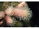 Dead Man's Fingers - Cnidarians<br>(<i>Alcyonium digitatum</i>)