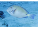 Doctorfish - Surgeonfish<br>(<i>Acanthurus chirurgus</i>)