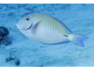 Doctorfish - Surgeonfish (<i>Acanthurus chirurgus</i>)