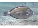 Doctorfish - Surgeonfish (<i>Acanthurus chirurgus</i>)