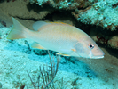 Dog Snapper - Snapper<br>(<i>Lutjanus jocu</i>)